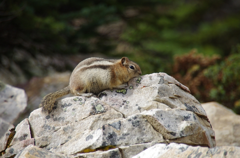 Banff NP 'Moraine  Lake - Tower of Babel' 16_09_2011 (52).JPG